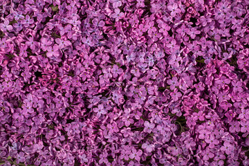 Floral background of purple lilac flowers
