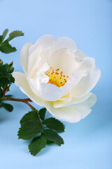 Rosehip flower, white rose close-up on a blue background, macro photography