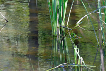 pflanzenstängel im wasser