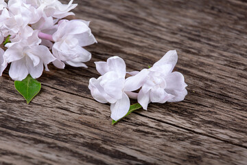 White lilac flowers on a wooden background, macro photography