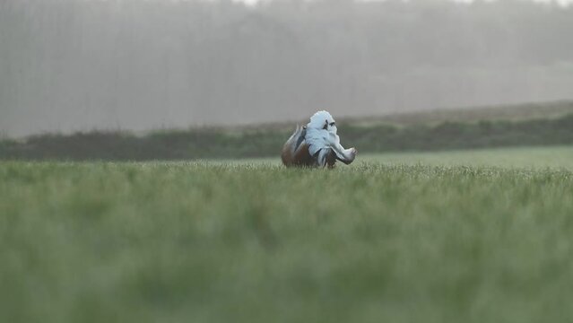 Adult male Great bustard performing courtship mating in a cereal field at the first light of dawn on a spring day