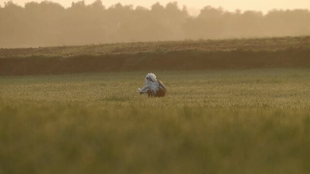 Adult male Great bustard performing courtship mating in a cereal field at the first light of dawn on a spring day