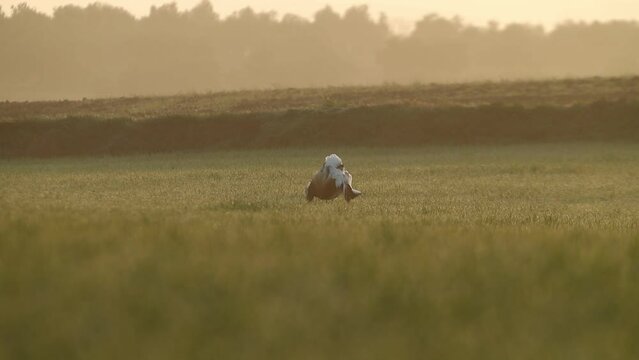 Adult male Great bustard performing courtship mating in a cereal field at the first light of dawn on a spring day