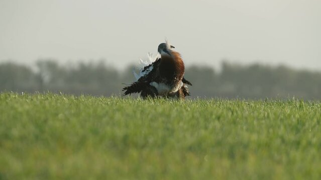 Adult male of Great bustard in his breeding territory in a cereal field with the first light of the day
