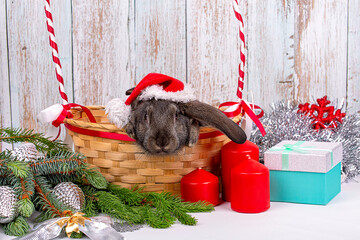 A New Year's rabbit in a Santa hat sits in a basket among the branches of a fir tree, New Year's gifts and decorations, a symbol of the year 2023