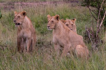 Lion in Masai Mara Game Reserve of Kenya.