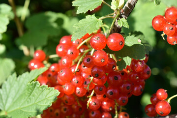 Juicy ripe currant berries on a green bush. Berries close-up.