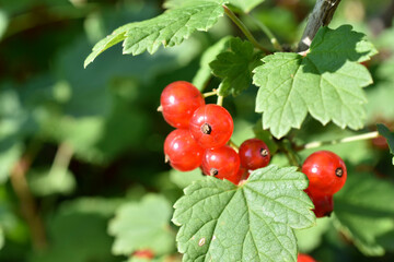 Juicy ripe currant berries on a green bush. Berries close-up.