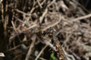 LIBELULLAIN PRIMO PIANO, MACRO ,BACGROUND,NATURA