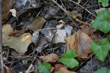 NATURA,BACKGROUND,TEXTURE,AUTUNNO.BOSCHI