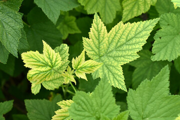 Juicy beautiful green currant leaves close-up. Currant in the garden.