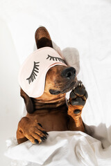 A red dachshund in sleep glasses is resting in a white bed. Vertical image.