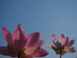 青空のもとで日の光を浴びる大賀ハスの花二輪
