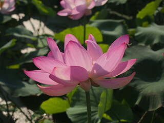 Obraz premium ミツバチが受粉しに訪れた蓮池の大賀ハスの花