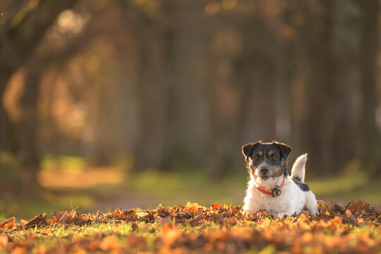 Proud small  Jack Russell Terrier dog is lying on leaves and posing in autumn.