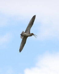 Curlew in flight and calling over breeding grounds in the Yorkshire Dales