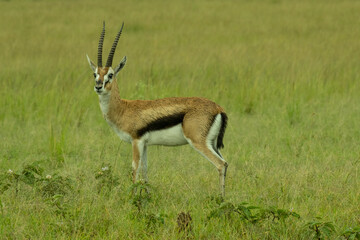 Naklejka na ściany i meble Thomson Gazella in Masai Mara Game Reserve of Kenya