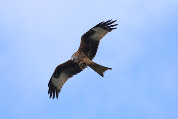 Red Kite in flight, carrying and eating a fish