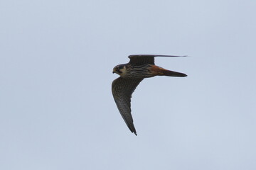 Hobby falcon in flight