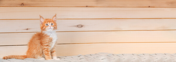 Cat Copy Space Wooden Background. Young Red Maine Coon Kitten Cat Sitting On Sofa. Coon Cat, Maine...