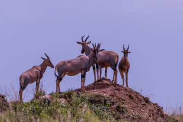 Topi Herd in Masai Mara Game Reserve of Kenya