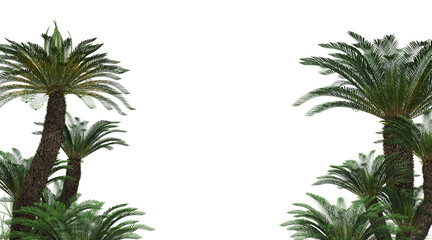 Fototapeta na wymiar Tropical plant foreground on a white background