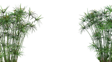 Tropical plant foreground on a white background