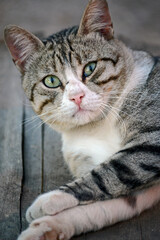 Fototapeta premium EYE'S GREEN CAT