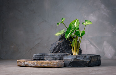 dark stone podium stage for show product with Arrowhead vine plant on concrete wall background,...
