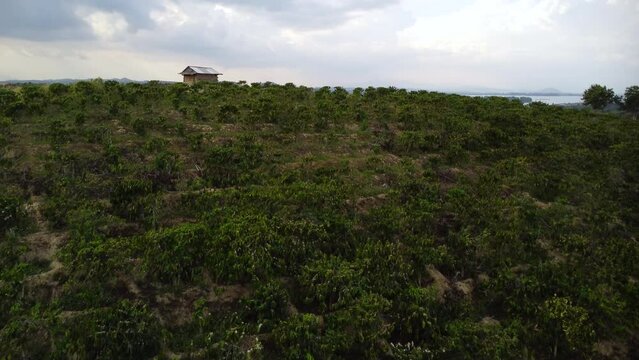 Massive coffee plantation in Vietnam on hillside with small building on top