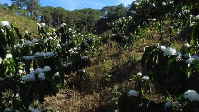 Slowly moving through blooming coffee plants, season of arabica