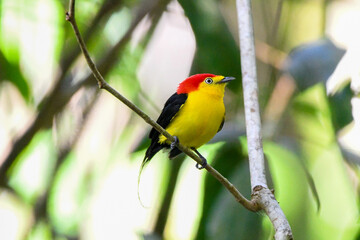 Wire-tailed Manakin