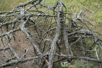 Background. Texture. View of pine roots on a weathered river bank.