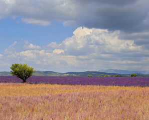 France, landscape of Provence: lavender and clary sage fields, plateau Valensole