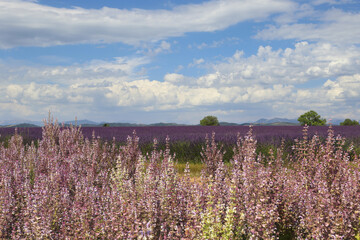 France, landscape of Provence: lavender and clary sage fields, plateau Valensole - 518093972