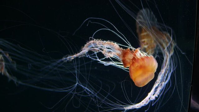 Jellyfish in the aquarium in dark 