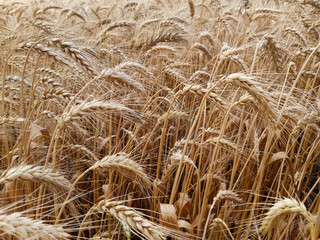 Ears of ripe yellow wheat