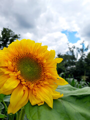 yellow sunflower flower on the background of the blue sky. focus on the flower