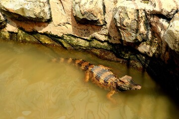 crocodile in the zoo