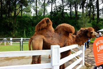 Camel with two humps in Cimory Dairyland Bogor