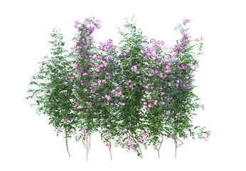Obraz na płótnie Canvas Ivy flowers on a white background.