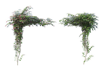 Fototapeta premium Ivy flowers on a white background.