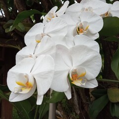Beautiful orchid flower blossom