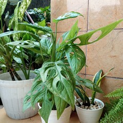 Monstera Obliqua On Garden With Other Plants