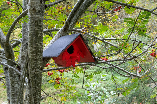 Birds house on a rowan tree