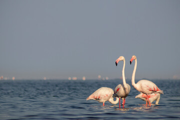 Wild african birds. Group birds of pink african flamingos  walking around the blue lagoon on a sunny day