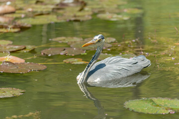 Grey heron (Ardea cinerea) fishing in swamp.