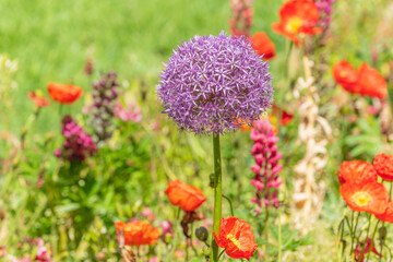 Floral park of the island of mainau in spring.