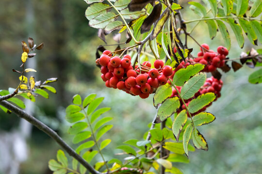 Rowan red berries