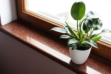 Beautiful green houseplant on window sill indoors, space for text